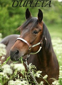 dupleta.jpg